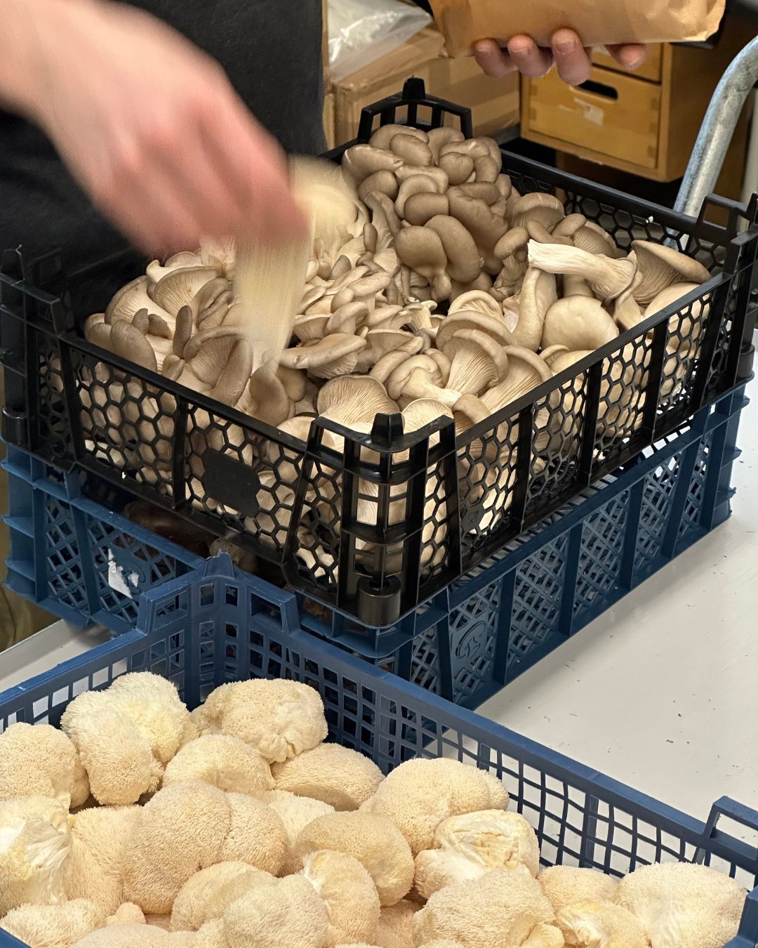 Sorting mushrooms at Helsieni in Karjaa