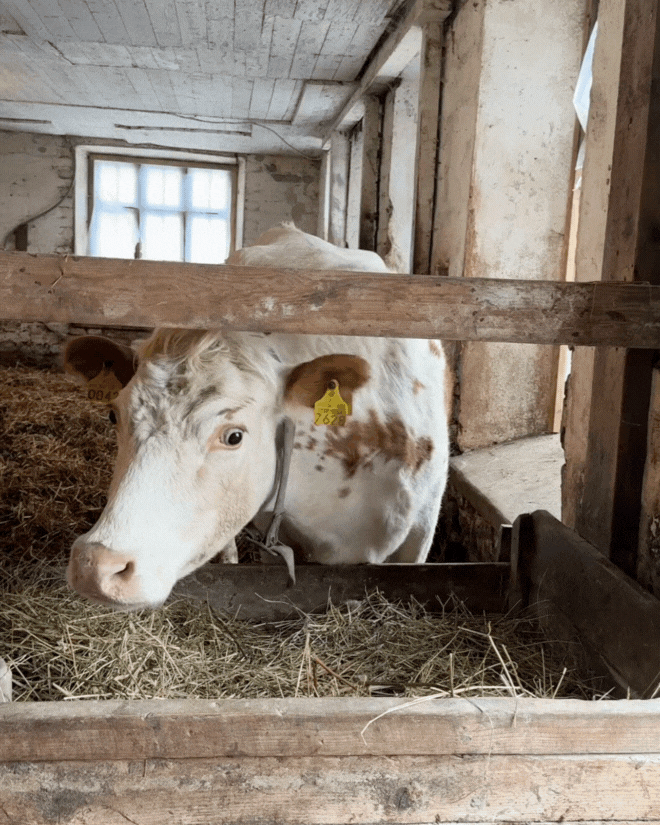 cows at majvik farm in sipoo