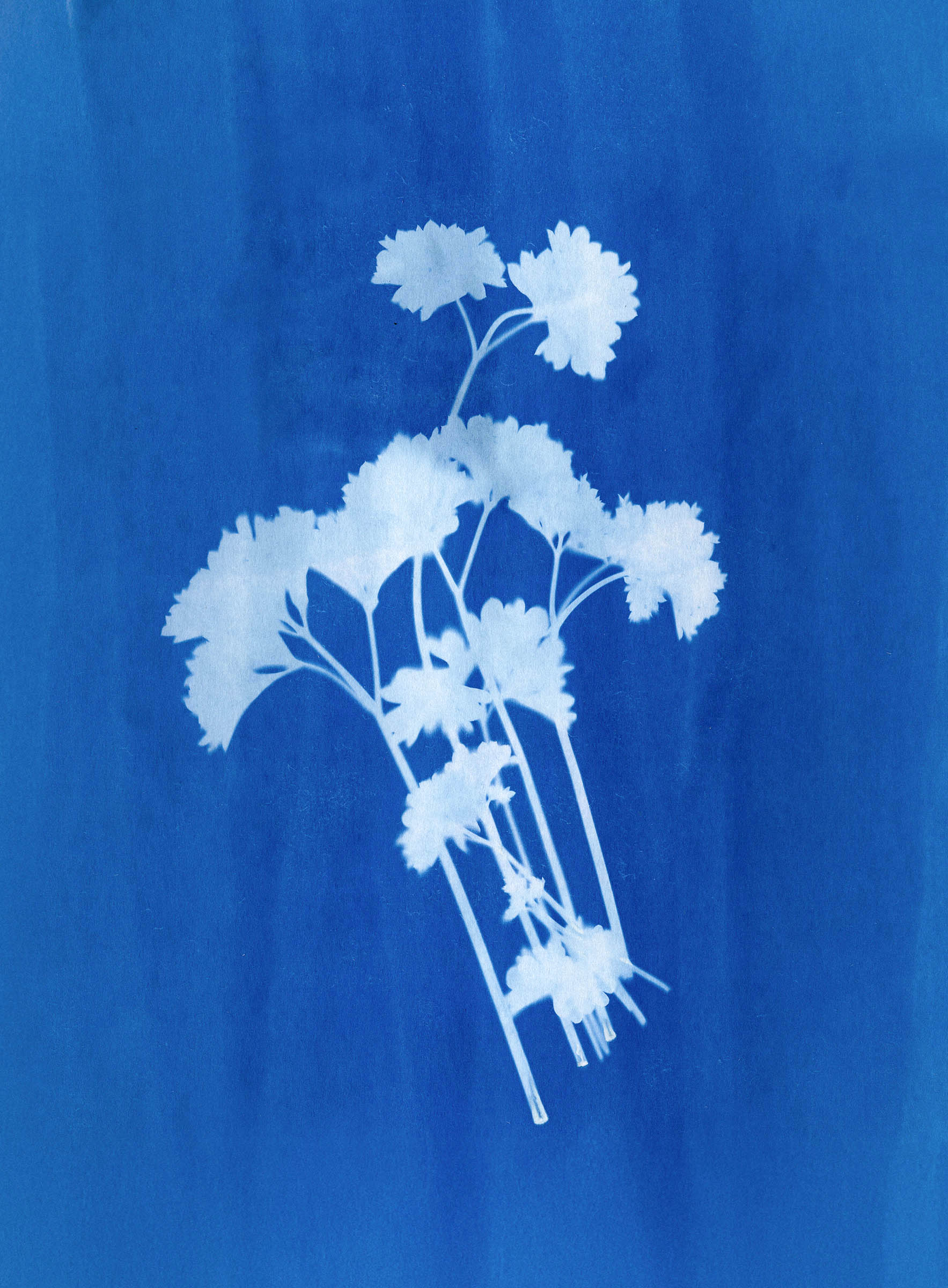 Cyanotype print of parsely